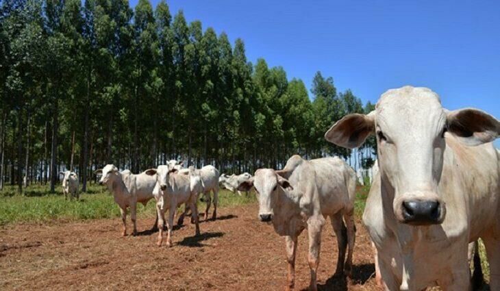 Imagem de compartilhamento para o artigo Fazendeiro é preso em flagrante com 34 cabeças de gado furtadas e remarcadas em Coxim da MS Todo dia